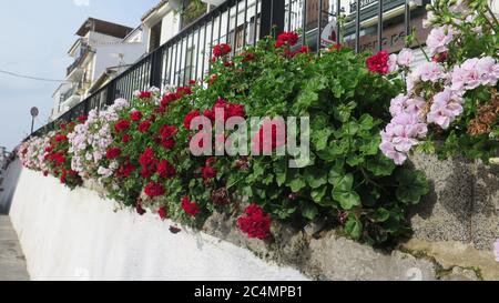 Délicate plantes parfumées de géraniums sur une clôture surélevée dans le village andalou Banque D'Images