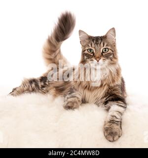 Gros plan d'un chat allongé sur une peluche blanche texture isolée sur fond blanc Banque D'Images