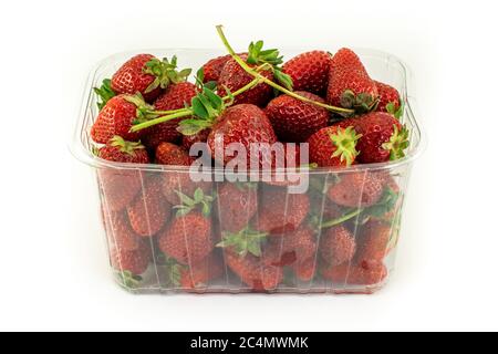 Gros plan de fraises fraîches dans un récipient en plastique isolé sur un arrière-plan blanc Banque D'Images