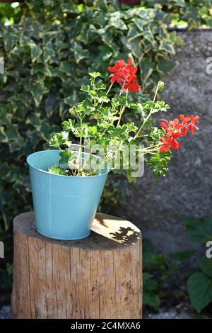 Belles fleurs de géranium rouge dans un pot sur fond vert. Fleur méditerranéenne traditionnelle Banque D'Images