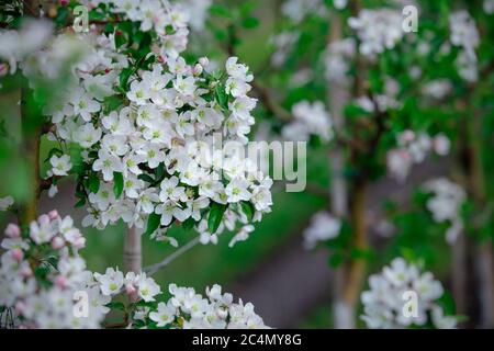 Pommiers en fleur. Fleurs blanches épaisses et feuilles vertes Banque D'Images