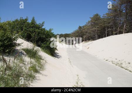 Sentier cyclable à travers les dunes hollandaises près de Bergen et Schoorl et de la mer du Nord. Les arbres ont été coupés de sorte qu'il y ait des pontages de sable. Pays-Bas, juin 25 Banque D'Images