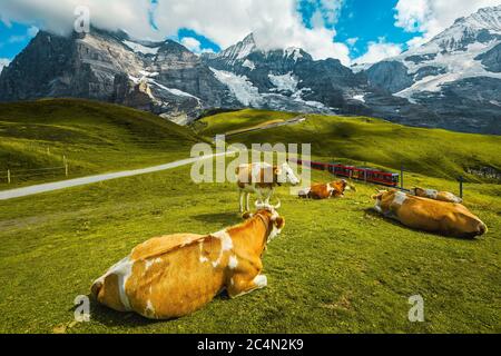 Vaches paissant sur le pâturage alpin. Train à crémaillère touristique rouge dans les Alpes suisses, Grindelwald, Oberland bernois, Suisse, Europe Banque D'Images