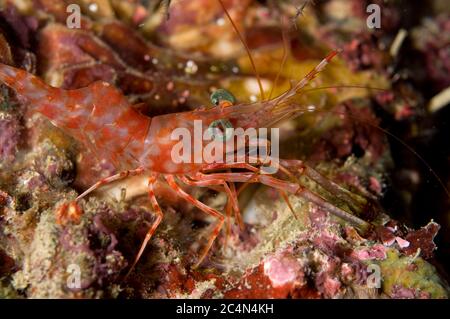 Crevettes à bec de charnière, Rhynchocinetes sp, site de plongée de long Beach, Manado, Sulawesi, Indonésie Banque D'Images