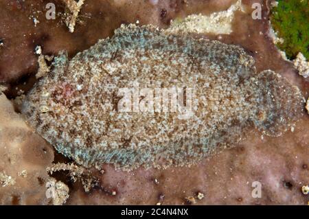 Sole à Blackacheted, Aseraggodes melanostictus), plongée de nuit, Ambon, province de Maluku,Indonésie Banque D'Images