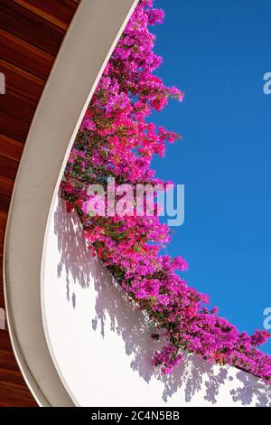 Bougainvilliers rose vif en cascade sur un balcon incurvé au ciel bleu clair Banque D'Images