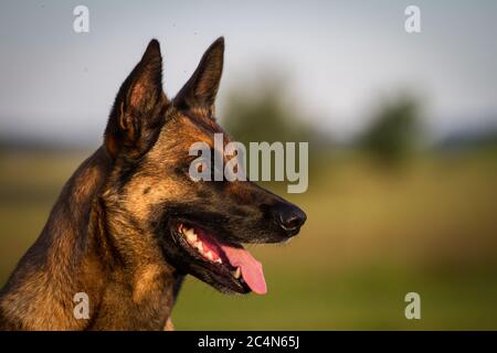 Portrait d'un berger belge (Malinois) Banque D'Images