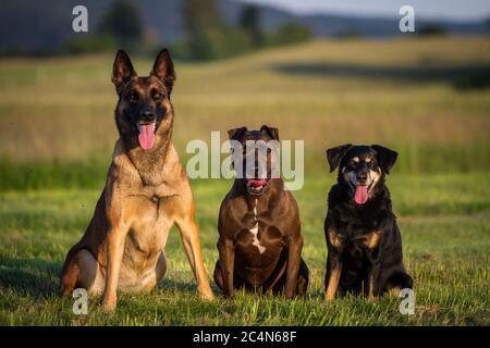 Portrait de trois chiens assis sur un pré (Malinois, Pit Bull-Mix, Austrian Pinscher) Banque D'Images