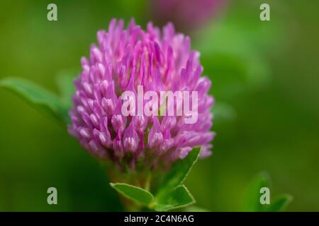 Fleur de trèfle rouge sauvage isolée (Trifolium pratense), avec fond vert naturel. Banque D'Images