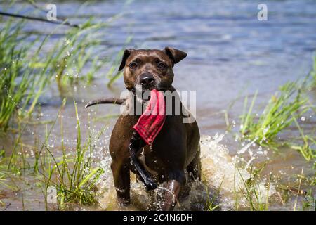 Chien mixte PIT Bull jouant dans l'eau Banque D'Images