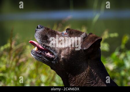 Portrait d'un chien mixte de race Pit Bull Banque D'Images