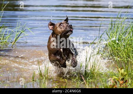 Chien mixte PIT Bull jouant dans l'eau Banque D'Images