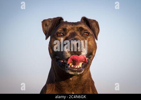 Portrait d'un chien mixte de race Pit Bull Banque D'Images