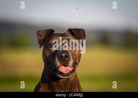 Portrait d'un chien mixte de race Pit Bull Banque D'Images