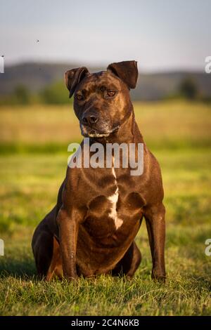 Portrait d'un chien mixte de race Pit Bull assis sur un pré Banque D'Images