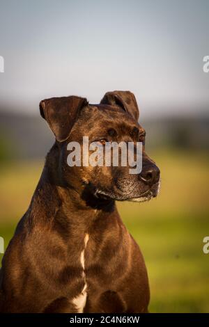 Portrait d'un chien mixte de race Pit Bull Banque D'Images