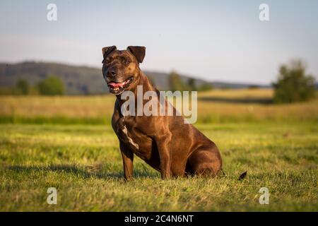 Portrait d'un chien mixte de race Pit Bull assis sur un pré Banque D'Images