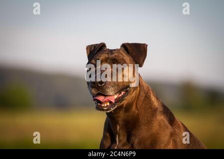 Portrait d'un chien mixte de race Pit Bull Banque D'Images