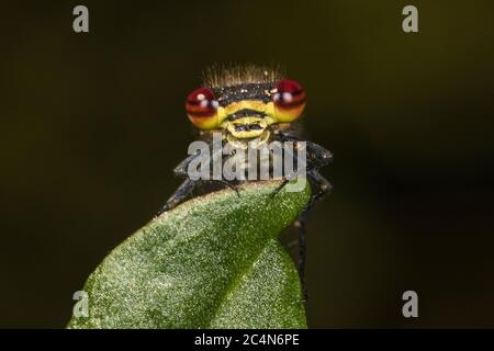 Grand Damselfly rouge, Pyrhosoma nymphula, Cambridgeshire, Angleterre Banque D'Images