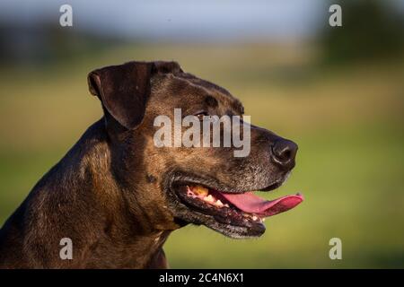 Portrait d'un chien mixte de race Pit Bull Banque D'Images