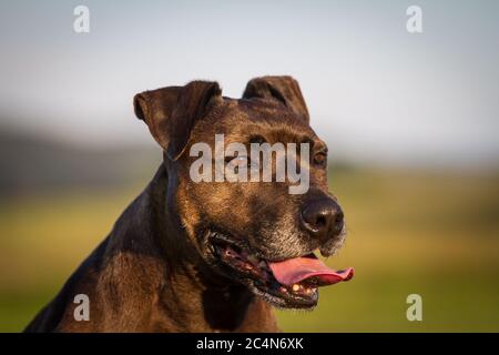 Portrait d'un chien mixte de race Pit Bull Banque D'Images