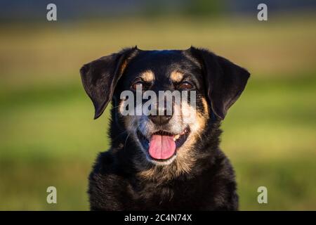 Portrait d'un chien autrichien de la Pinscher (11 ans) Banque D'Images