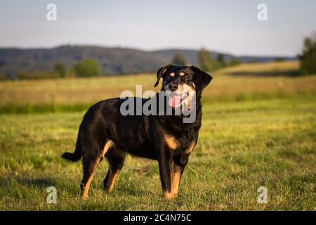 Portrait d'un chien autrichien âgé de 11 ans, debout sur un pré Banque D'Images