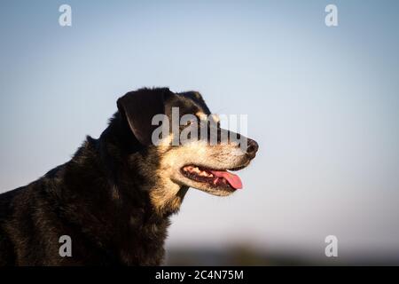 Portrait d'un chien autrichien de la Pinscher (11 ans) Banque D'Images