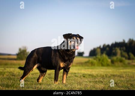 Portrait d'un chien autrichien âgé de 11 ans, debout sur un pré Banque D'Images