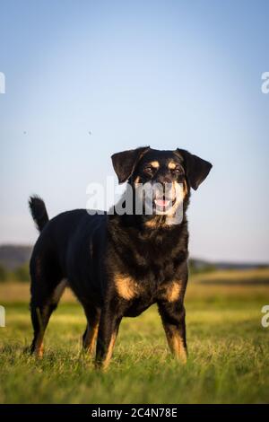 Portrait d'un chien autrichien âgé de 11 ans, debout sur un pré Banque D'Images