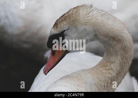 une image de finition mate semblable à celle d'un cygne silencieux en veille Banque D'Images