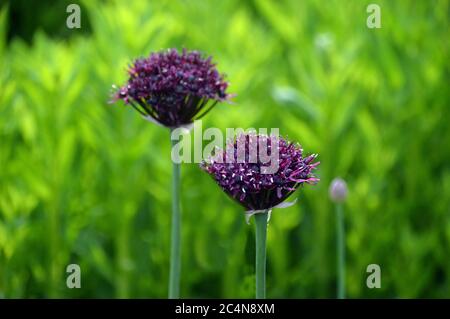 Une paire de fleurs de bordeaux/Allium violet Atropurpuremum (oignon ornemental) cultivées aux frontières de RHS Garden Harlow Carr, Harrogate, Yorkshire, Angleterre. Banque D'Images