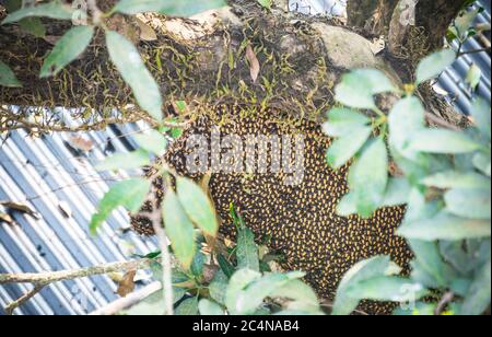 Ruche d'abeilles asiatiques géantes nichant sur un arbre près d'une maison. APIs dorsata. Banque D'Images