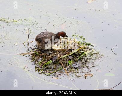 Un petit grebe (Tachybactus ruficollis) avec des œufs sur un nid flottant dans un lac au Japon Banque D'Images