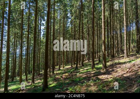 Forêt, paysage sur le Langenberg, près de Niedersfeld, dans la Hochsauerlandkreis, la plus haute montagne de NRW, 843 mètres au-dessus du niveau de la mer, Allemagne Banque D'Images