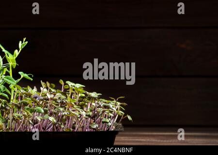 Chou rouge, pousses fraîches et jeunes feuilles vue de face, légumes et micro-vert. Également chou violet, rouge ou bleu de kraut. Cotylédons de Brassica oleracea dans le compost d'enrobage. Photo macro. Banque D'Images