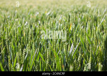 Magnifique fond montrant le soleil embrassa un jeune champ de maïs vert au printemps Banque D'Images