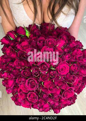 Une jeune fille tenant dans les mains un énorme bouquet de 101 roses roses pourpres merveilleuses. Vue de dessus Banque D'Images