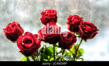 Beau bouquet de sept roses rouges sur fond gris. Banque D'Images