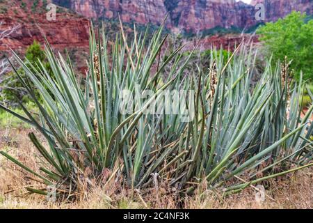 Bouquet de plantes Yucca Baccata dans le parc national de Zion, Utah, États-Unis Banque D'Images