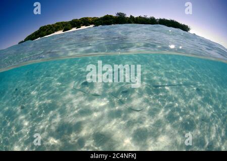 White-whripaies roses, Himantura fai, sur une zone sablonneuse proche de la rive, île Heron, Grande barrière de corail, Australie Banque D'Images