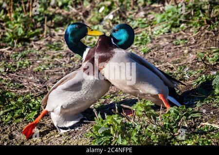 Deux Canards colverts se battent et piquent de façon aggressive sur la mer de mer et la nidification Banque D'Images