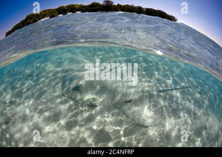 White-whripaies roses, Himantura fai, sur une zone sablonneuse proche de la rive, île Heron, Grande barrière de corail, Australie Banque D'Images