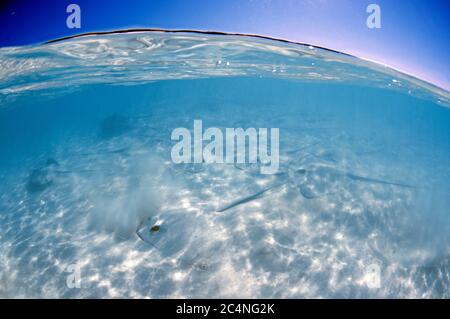 White-whripaies roses, Himantura fai, sur une zone sablonneuse proche de la rive, île Heron, Grande barrière de corail, Australie Banque D'Images