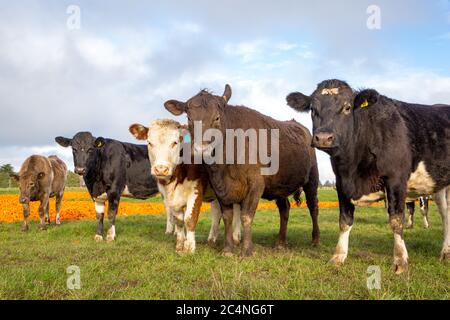 Bovins de boucherie dans une ferme en hiver à Canterbury, Nouvelle-Zélande Banque D'Images