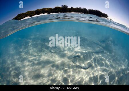 White-whripaies roses, Himantura fai, sur une zone sablonneuse proche de la rive, île Heron, Grande barrière de corail, Australie Banque D'Images