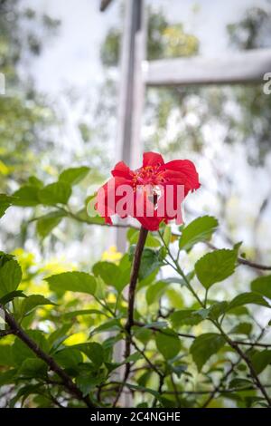 Hibiscus fleur rouge du jardin Banque D'Images