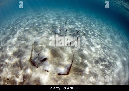 Rayons de baleine roses, Himantura fai, sur la zone sablonneuse, île Heron, Grande barrière de corail, Australie Banque D'Images