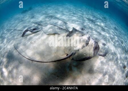 Rayons de baleine roses, Himantura fai, sur la zone sablonneuse, île Heron, Grande barrière de corail, Australie Banque D'Images