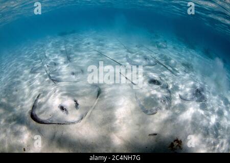 Rayons de baleine roses, Himantura fai, sur la zone sablonneuse, île Heron, Grande barrière de corail, Australie Banque D'Images